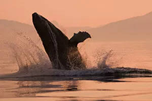 Images Dated 13th August 2005: Humpback Whale Breaching @ Sunset W / Coast Mountains Background Inside Passage Se Alaska Summmer