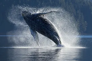 Humpback Whale Breaching In The Waters Of The Inside Passage, Southeast Alaska, Summer Humpback Whale Breaching In The Waters Of The Inside Passage, Southeast Alaska, Summer