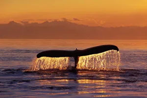 Humpback Whale Fluke @ Sunset Inside Passage Se Ak Summer Humpback Whale Fluke @ Sunset Inside Passage Se Ak Summer