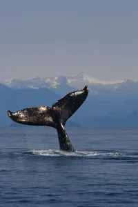 Humpback Whale Fluke Out Of Water Inside Passage Se Ak Summer Tongass Nf Humpback Whale Fluke Out Of Water Inside Passage Se Ak Summer Tongass Nf
