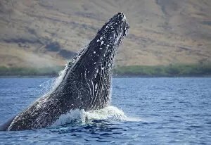 Images Dated 7th February 2006: Humpback Whale, Megaptera novaeangliae, Hawaii, USA