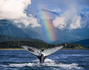 Humpback Whale Submerging Showing Fluke W / Rainbow Inside Passage Alaska Southeast Summer Composite