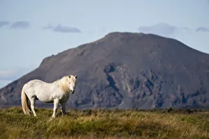 Icelandic horse in the natural landscape; Iceland Icelandic horse in the natural landscape; Iceland