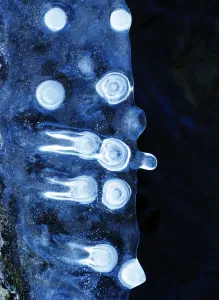 Icy Visitors, Massachusetts, Seekonk, Caratunk Wildlife Refuge, Close-Up Of Unique Patterns In Ice Icy Visitors, Massachusetts, Seekonk, Caratunk Wildlife Refuge, Close-Up Of Unique Patterns In Ice