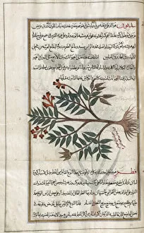 Oleander Gallery: Identified in book as Oleander. Nerium oleander. After an illustration by Mirza Baqir in a 19th