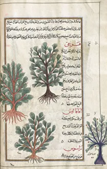 Identified in book as two varieties of tamarisk tree (Tamarix gallica). After an illustration by Mirza Baqir in a 19th Identified in book as two varieties of tamarisk tree (Tamarix gallica). After an illustration by Mirza Baqir in a 19th