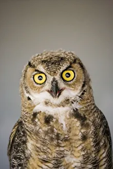 Alberta Birds of Prey Centre in Coaldale, Alberta