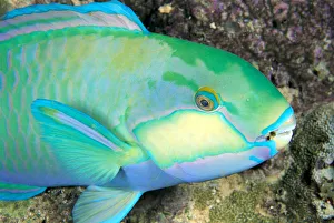 Indonesia, Bleekers Parrot Fish (Scarus Bleeker) Close-Up Side View, Colorful Indonesia, Bleekers Parrot Fish (Scarus Bleeker) Close-Up Side View, Colorful