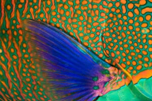 Images Dated 20th September 2004: Indonesia, Close-Up Of Parrotfish Scales And Pectoral Fin; Komodo