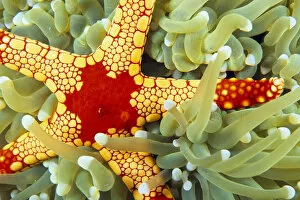 Images Dated 23rd November 1998: Indonesia, Close-Up Of Red And Yellow Sea Star On Hard Coral, Green With Whitetips