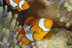 Images Dated 13th April 1999: Indonesia, Clownfish Guards Egg Mass (Amphiprion Percula)
