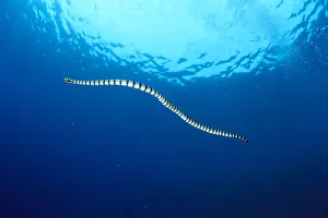 Indonesia, Colubrine Sea Snake (Laticauda Colubrina) In Open Ocean, Surface Visible A90D Indonesia, Colubrine Sea Snake (Laticauda Colubrina) In Open Ocean, Surface Visible A90D