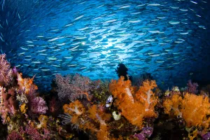 Indonesia, Diver And School Of Fusiliers And Alcyonarians; Komodo Indonesia, Diver And School Of Fusiliers And Alcyonarians; Komodo