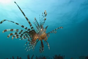 Indonesia, Lionfish (Pterois Volitans) Floating Peacefully Above The Reef Indonesia, Lionfish (Pterois Volitans) Floating Peacefully Above The Reef
