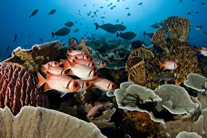 Indonesia, School Of Shoulderbar Soldierfish (Myripristis Kuntee); Komodo Indonesia, School Of Shoulderbar Soldierfish (Myripristis Kuntee); Komodo