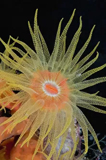 Images Dated 23rd September 2004: Indonesia, Tubastraea Coral Polyp Detail (Tubastraea Faulkneri)In Dark Ocean