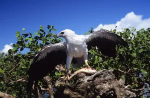 Indonesia, White Bellied Sea Eagle (Haliaeetus Leucogaster Indonesia, White Bellied Sea Eagle (Haliaeetus Leucogaster