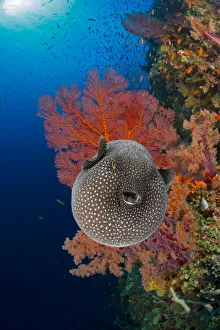 An inflated Guineafowl pufferfish (Arothron meleagris) on a reef drop off; Fiji An inflated Guineafowl pufferfish (Arothron meleagris) on a reef drop off; Fiji