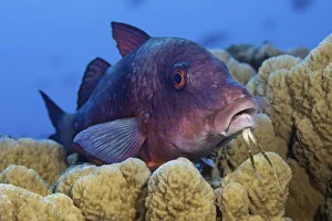 Detecting Gallery: Island Goatfish