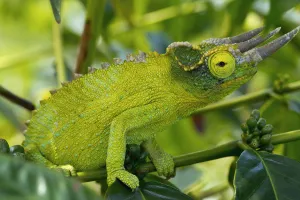 Jackson chameleon (trioceros jacksonii) hides in the coffee trees;Holualoa hawaii Jackson chameleon (trioceros jacksonii) hides in the coffee trees;Holualoa hawaii