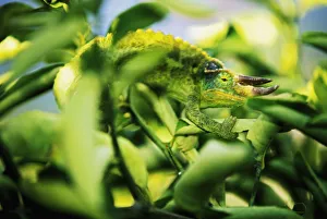 Jacksons Chameleon Blending In To Surrounding Tree Leaves, Bright Green Jacksons Chameleon Blending In To Surrounding Tree Leaves, Bright Green