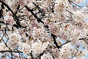 Images Dated 4th April 2008: Japan, Cherry Blossom Season; Tokyo, Shinjuku Gyoen Park