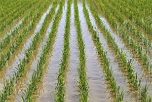 Images Dated 11th April 1999: Japan, Kyushu, View Of Young Rice Shoots Growing In Rows In Large Field, Water