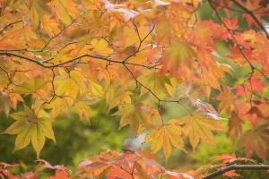 Japanese Maple In Autumn Colours; Uji, Kyoto, Japan Japanese Maple In Autumn Colours; Uji, Kyoto, Japan