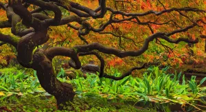 Japanese Maple, Tree of Hope, Vancouver, BC, Canada Japanese Maple, Tree of Hope, Vancouver, BC, Canada