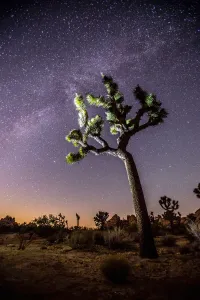 Joshua Tree standing in front of a starry night sky, Joshua Tree National Park, California, USA Joshua Tree standing in front of a starry night sky, Joshua Tree National Park, California, USA