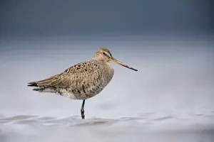 Sandpipers Gallery: Hudsonian Godwit Collection