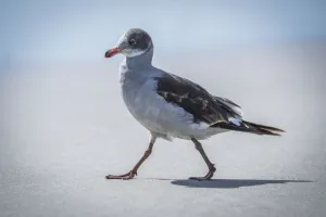 A Juvenile Dolphin Gull (Leucophaeus Scoresbii) Walks On A Sandy Beach In The Sunshine A Juvenile Dolphin Gull (Leucophaeus Scoresbii) Walks On A Sandy Beach In The Sunshine