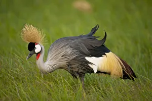 Kenya, Grey Crowned Crane in Ol Pejeta Conservancy; Laikipia Country Kenya, Grey Crowned Crane in Ol Pejeta Conservancy; Laikipia Country
