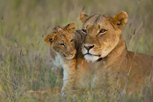 Kenya, Lioness with cub at dusk in Ol Pejeta Conservancy; Laikipia Country Kenya, Lioness with cub at dusk in Ol Pejeta Conservancy; Laikipia Country
