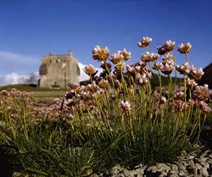 Bloomed Gallery: Kildownet Castle, Achill Island, Co Mayo, Ireland; Grace O malleys Castle