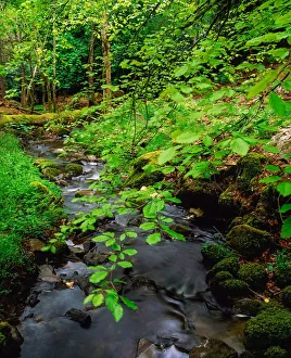 Kilfane Glen, Co Kilkenny, Ireland, Woodland Walk And Stream Kilfane Glen, Co Kilkenny, Ireland, Woodland Walk And Stream