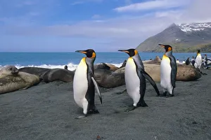 King Penguins Walk Among Elephant Seals Resting On Beach On Coastline Of South Georgia Island Atlantic King Penguins Walk Among Elephant Seals Resting On Beach On Coastline Of South Georgia Island Atlantic