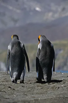 King Penguins Walking Together South Georgia Island Antarctic King Penguins Walking Together South Georgia Island Antarctic