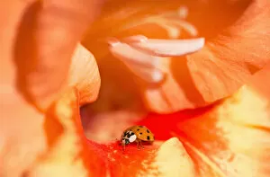 Images Dated 25th August 2012: A Ladybug Beetle Searches For Prey In A Gladiolus Blossom; Astoria, Oregon, United States Of America