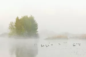 Lake in Early Morning Mist with Greylag Geese (Anser anser) in Springtime, Hesse, Germany