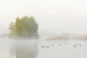 Lake in Early Morning Mist with Greylag Geese (Anser anser) in Springtime, Hesse, Germany Lake in Early Morning Mist with Greylag Geese (Anser anser) in Springtime, Hesse, Germany