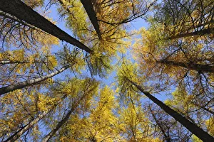 Larch Trees, Lake Sils, Engadin, Canton of Graubunden, Switzerland Larch Trees, Lake Sils, Engadin, Canton of Graubunden, Switzerland