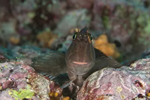 Large-banded Blenny (Ophiblennius steindachneri) can be found close to cracks