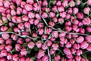 Images Dated 1st May 2011: Large Bunches Of Tulips For Sale In The Flower Marketamsterdam, Holland