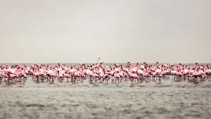 A large flock of flamingos standing in the shallow water of Walvis Bay, Namibia