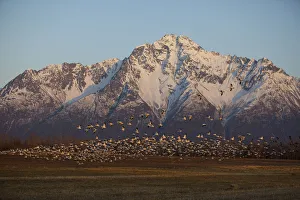 A Large Flock Of Snow Geese Take Off From A Field Near Springer Loop Road In Palmer A Large Flock Of Snow Geese Take Off From A Field Near Springer Loop Road In Palmer
