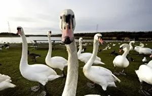 Images Dated 24th January 2009: Large Flock Of Swan On Land