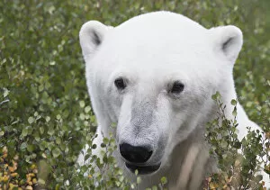 Images Dated 8th September 2013: Large Male Polar Bear (Ursus Maritimus) Sitting In The Willow Bushes Near Churchill; Manitoba