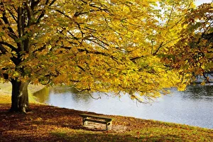 A Large Tree And Bench Along The Water In Autumn; North Yorkshire, England A Large Tree And Bench Along The Water In Autumn; North Yorkshire, England