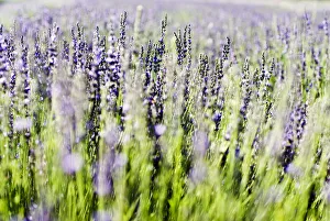 Lavender (Lavandula Angustifolia), Many Sprigs Growing In Field Lavender (Lavandula Angustifolia), Many Sprigs Growing In Field